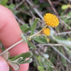 Chrysocephalum apiculatum (Common Everlasting) at Aranda, ACT - 18 Aug 2022 by NedJohnston