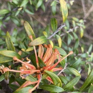 Grevillea sp. at Aranda, ACT - 18 Aug 2022