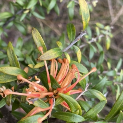 Grevillea sp. (Grevillea) at Aranda, ACT - 18 Aug 2022 by NedJohnston