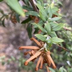 Grevillea sp. at Aranda, ACT - 18 Aug 2022