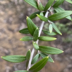 Grevillea sp. at Aranda, ACT - 18 Aug 2022