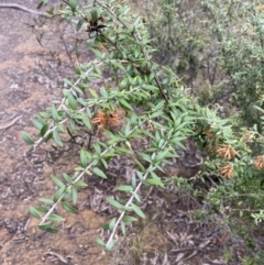 Grevillea sp. at Aranda, ACT - 18 Aug 2022