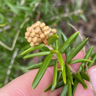 Grevillea (genus) (Grevillea) at Aranda, ACT - 18 Aug 2022 by NedJohnston