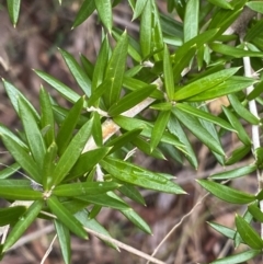 Grevillea sp. at Aranda, ACT - 18 Aug 2022