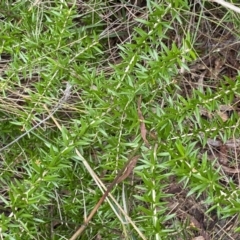 Grevillea sp. at Aranda, ACT - 18 Aug 2022