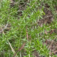 Grevillea sp. at Aranda, ACT - 18 Aug 2022