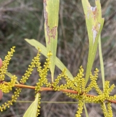 Acacia longifolia subsp. longifolia (sallow or Sydney golden wattle) at Aranda, ACT - 18 Aug 2022 by NedJohnston