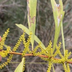 Acacia longifolia subsp. longifolia (Sydney Golden Wattle) at Aranda, ACT - 17 Aug 2022 by Ned_Johnston