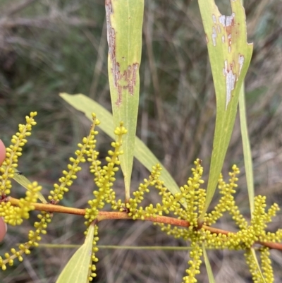 Acacia longifolia subsp. longifolia (Sydney Golden Wattle) at Aranda, ACT - 17 Aug 2022 by Ned_Johnston