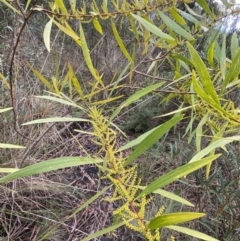 Acacia longifolia subsp. longifolia at Aranda, ACT - 18 Aug 2022