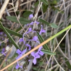 Hovea heterophylla (Common Hovea) at Aranda, ACT - 18 Aug 2022 by NedJohnston