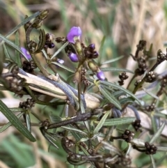 Glycine clandestina (Twining Glycine) at Aranda, ACT - 17 Aug 2022 by Ned_Johnston