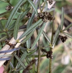 Glycine clandestina at Aranda, ACT - 18 Aug 2022