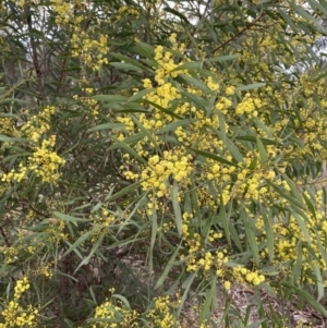 Acacia rubida at Aranda, ACT - 18 Aug 2022 09:27 AM