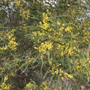 Acacia rubida at Aranda, ACT - 18 Aug 2022