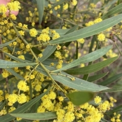 Acacia rubida at Aranda, ACT - 18 Aug 2022 09:27 AM