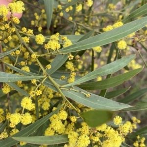 Acacia rubida at Aranda, ACT - 18 Aug 2022