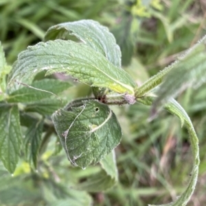 Verbena incompta at Aranda, ACT - 18 Aug 2022 09:24 AM