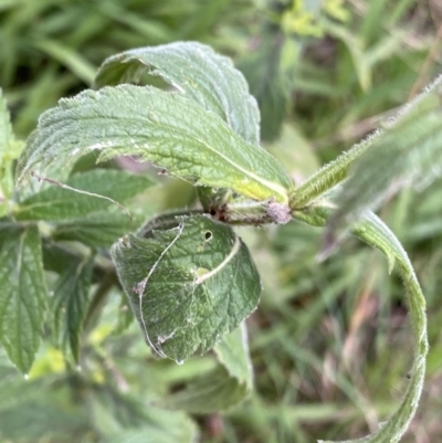 Verbena incompta (Purpletop) at Aranda, ACT - 17 Aug 2022 by Ned_Johnston