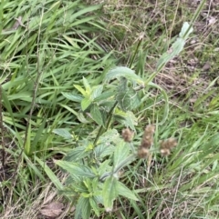 Verbena incompta at Aranda, ACT - 18 Aug 2022