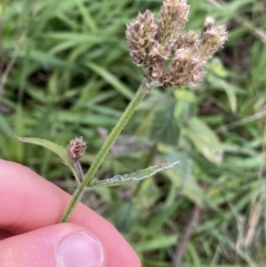 Verbena incompta at Aranda, ACT - 18 Aug 2022 09:24 AM