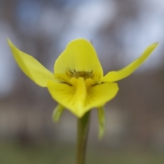 Diuris chryseopsis (Golden Moth) at Block 402 - 4 Sep 2022 by RobG1