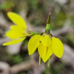 Diuris chryseopsis at Stromlo, ACT - 4 Sep 2022