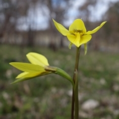 Diuris chryseopsis at Stromlo, ACT - 4 Sep 2022