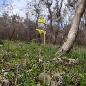 Diuris chryseopsis at Stromlo, ACT - suppressed