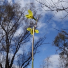 Diuris chryseopsis at Stromlo, ACT - 4 Sep 2022