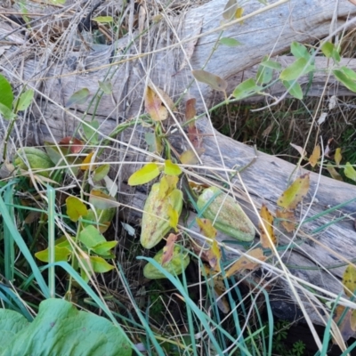 Araujia sericifera (Moth Plant) at Isaacs, ACT - 4 Sep 2022 by Mike