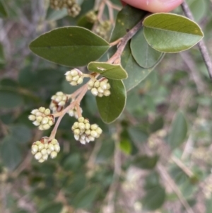 Pomaderris andromedifolia at Acton, ACT - 18 Aug 2022