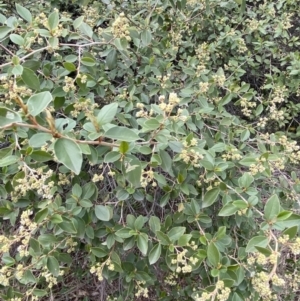 Pomaderris andromedifolia at Acton, ACT - 18 Aug 2022