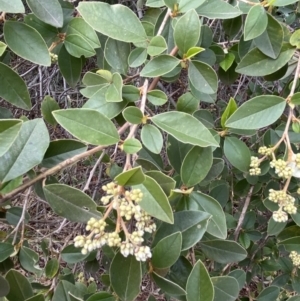 Pomaderris andromedifolia at Acton, ACT - 18 Aug 2022