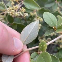 Pomaderris andromedifolia at Acton, ACT - 18 Aug 2022