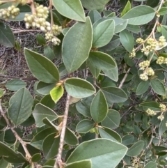 Pomaderris andromedifolia at Acton, ACT - 18 Aug 2022