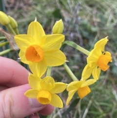 Narcissus tazetta (Jonquil) at Acton, ACT - 18 Aug 2022 by Ned_Johnston