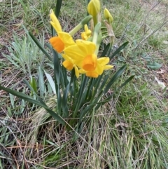 Narcissus tazetta at Acton, ACT - 18 Aug 2022