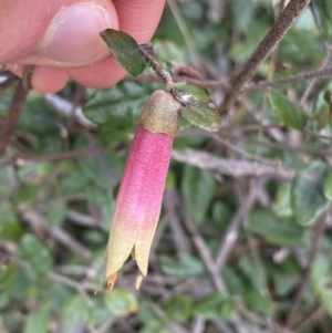 Correa sp. at Acton, ACT - 18 Aug 2022 12:15 PM