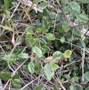 Correa sp. at Acton, ACT - 18 Aug 2022 12:15 PM