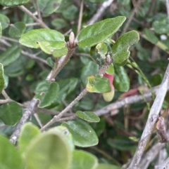 Correa sp. at Acton, ACT - 18 Aug 2022 12:15 PM