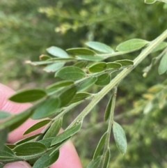 Acacia howittii at Acton, ACT - 18 Aug 2022 12:11 PM