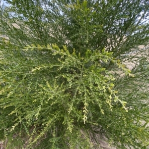 Acacia howittii at Acton, ACT - 18 Aug 2022