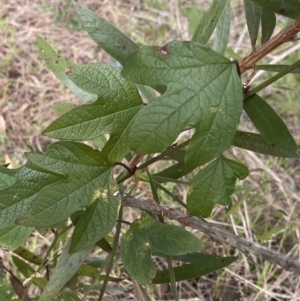 Passiflora cinnabarina at Acton, ACT - 18 Aug 2022 12:08 PM