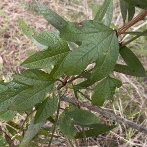 Passiflora cinnabarina at Acton, ACT - 18 Aug 2022