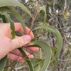 Acacia implexa (Hickory Wattle, Lightwood) at Acton, ACT - 18 Aug 2022 by Ned_Johnston