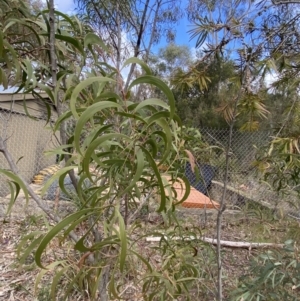 Acacia implexa at Acton, ACT - 18 Aug 2022 12:07 PM