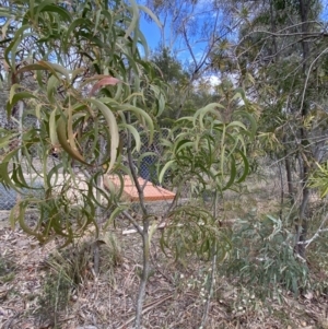 Acacia implexa at Acton, ACT - 18 Aug 2022 12:07 PM