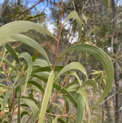 Acacia implexa at Acton, ACT - 18 Aug 2022 12:07 PM