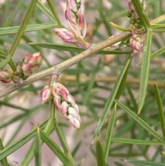 Grevillea sp. (Grevillea) at Acton, ACT - 18 Aug 2022 by NedJohnston